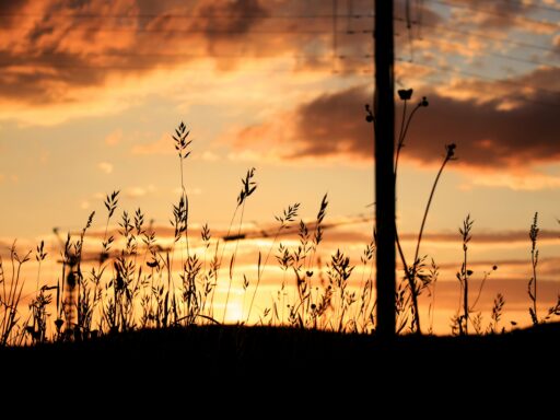 Wheat with a sunset